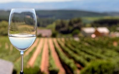 Disfruta el enoturismo del Bierzo en taxi